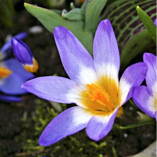 Sieberi Tricolor